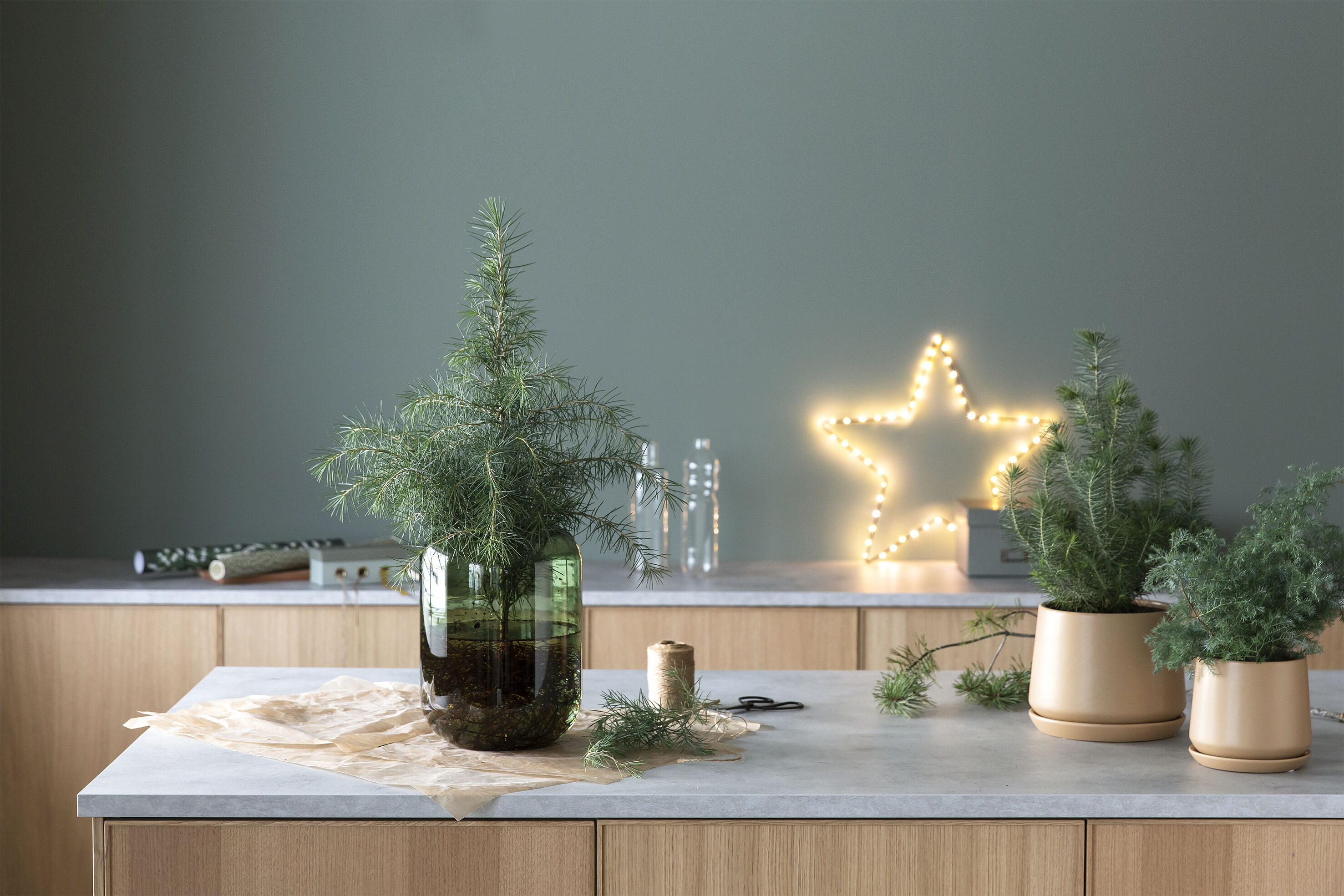 Pinus Silver Crest Pinus Silver Crest